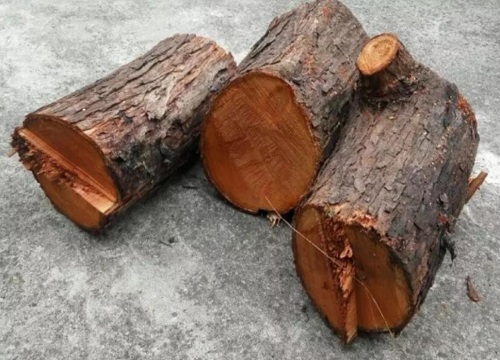 红椿木与风水关系