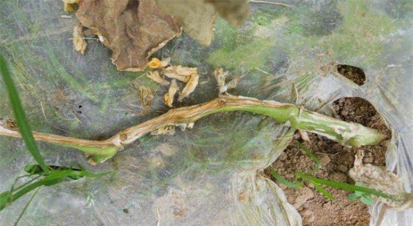 黄瓜蔓枯病治疗方法