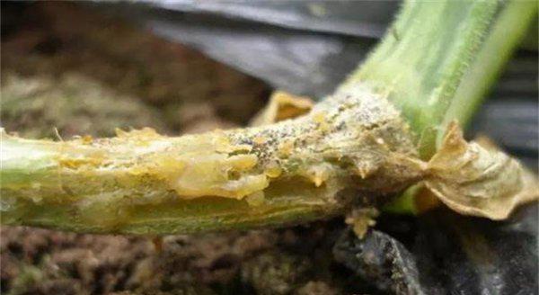 黄瓜蔓枯病治疗方法