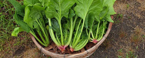 菠菜能和螃蟹一起吃吗