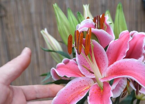 卡萨布兰卡是什么花