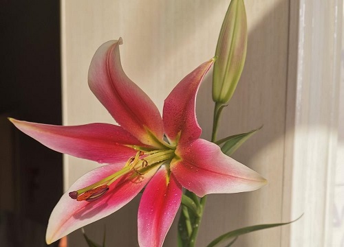 卡萨布兰卡是什么花