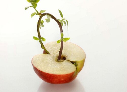 苹果发芽了可以吃吗