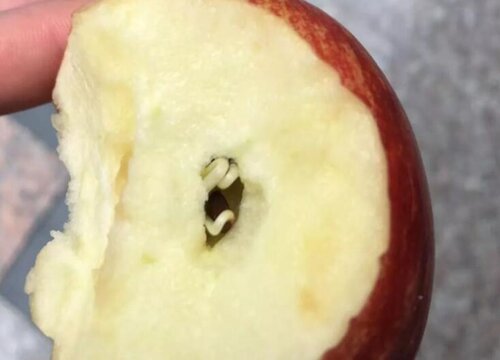 苹果发芽了可以吃吗