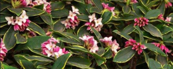 瑞香的种植与养护方法