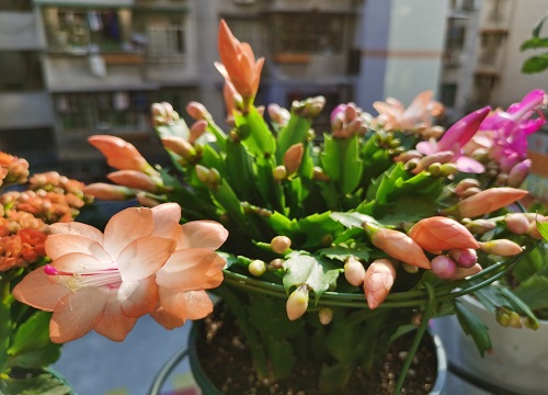 冬天怎么给蟹爪兰浇水