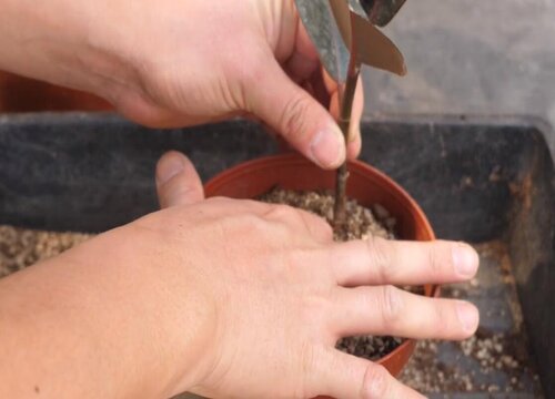 橡皮树扦插多久生根