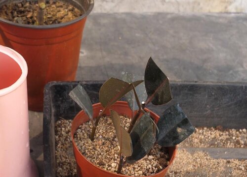 橡皮树扦插多久生根