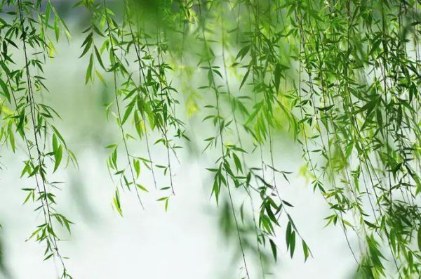 清明节为什么插柳枝