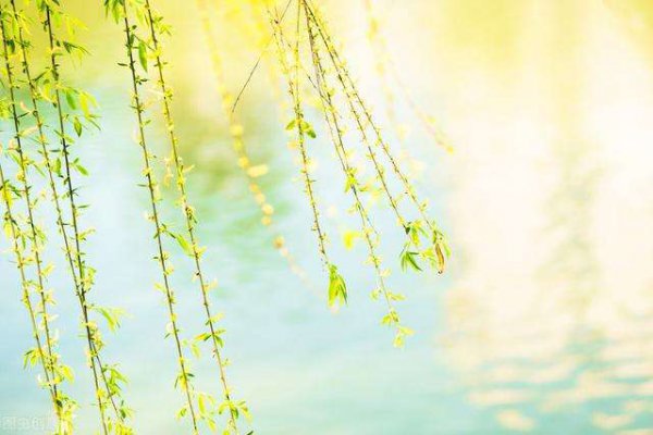 清明节为什么插柳枝