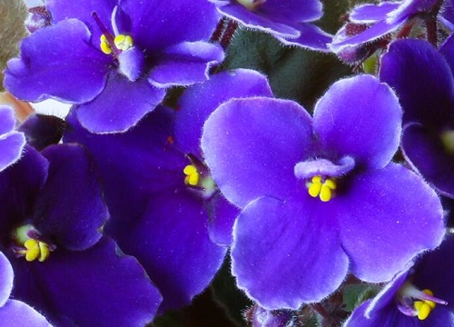 紫罗兰可以水培吗