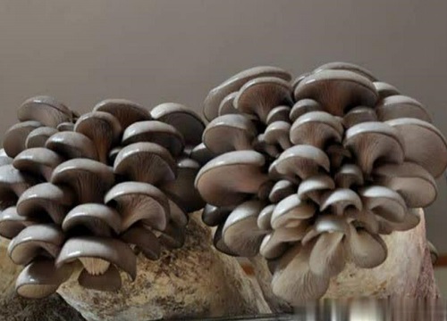 玉米芯种植平菇技术全过程资料