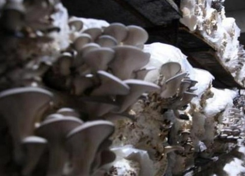 玉米芯种植平菇技术全过程资料