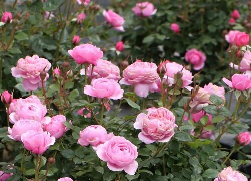 铃之妖精是藤本还是灌木