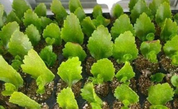 长寿花的叶子可以扦插吗