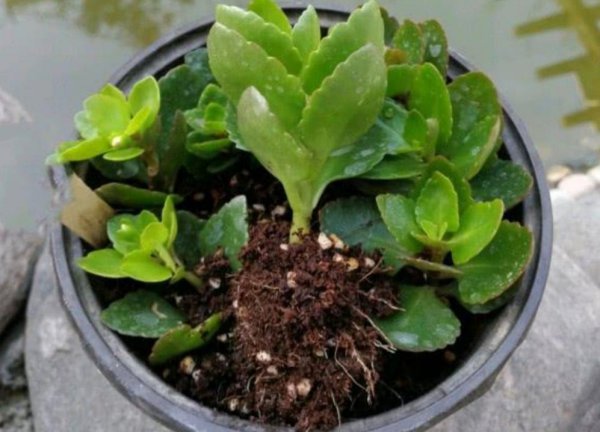 长寿花的叶子可以扦插吗