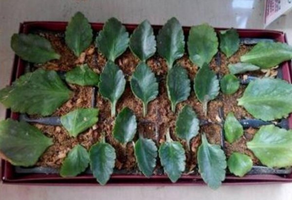 长寿花的叶子可以扦插吗