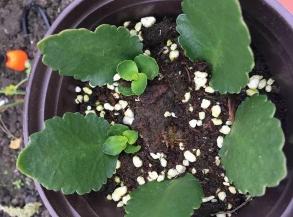 长寿花的叶子可以扦插吗