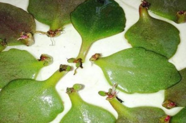 长寿花的叶子可以扦插吗