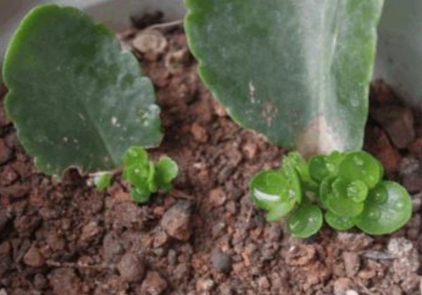 长寿花的叶子可以扦插吗