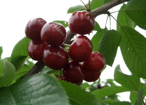 加拿大盛产什么水果有名