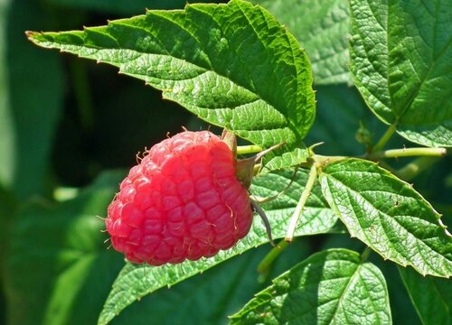 加拿大盛产什么水果有名