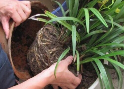 什么情况下花卉不能换盆