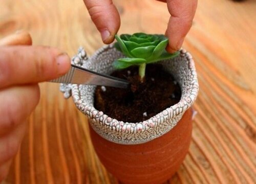 什么情况下花卉不能换盆