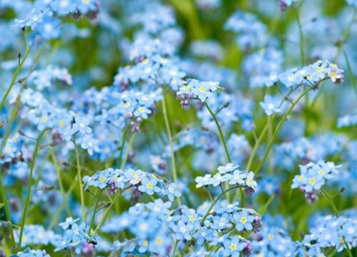 勿忘草怎么留种子