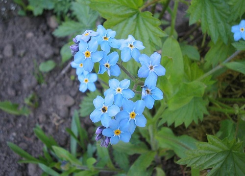 勿忘草怎么留种子