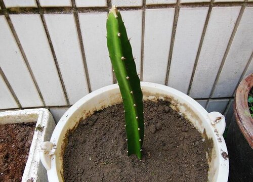 扦插火龙果如何避免黑腐