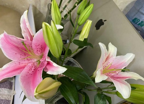 百合花养多久才能开花