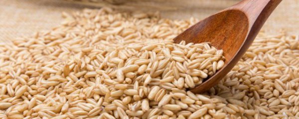 过期燕麦米用途