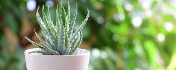 芦荟换盆方法和注意事项