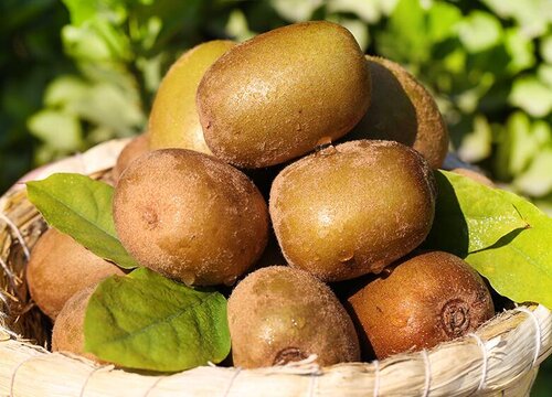 猕猴桃放冰箱还是外面熟的快