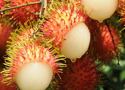 红毛丹是热性还是凉性