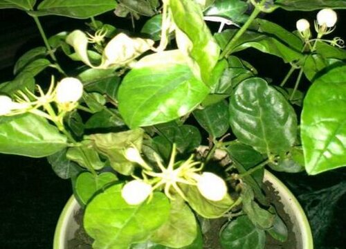 如何扦插茉莉花