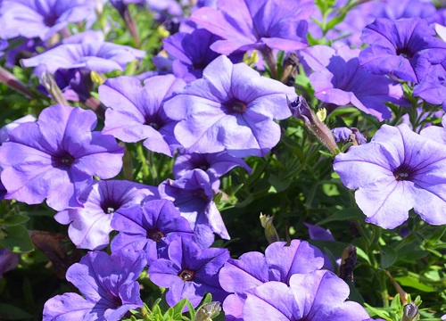 夜来香喜阴还是喜阳光的植物