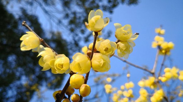 怎样看出天蝎座吃醋了