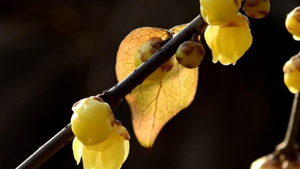 怎样看出天蝎座吃醋了