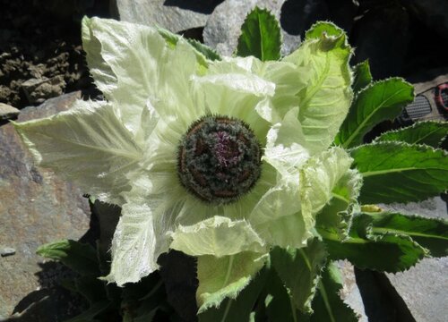 雪莲生长在什么地方