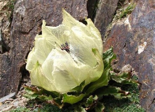 雪莲生长在什么地方