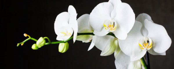 水中兰花怎么养才能旺盛