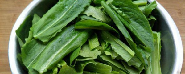 油麦菜食用禁忌