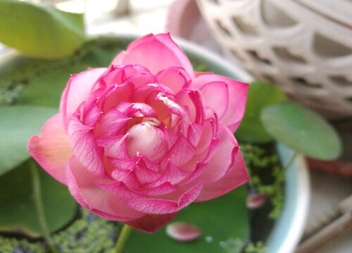 碗莲几月份种植最好