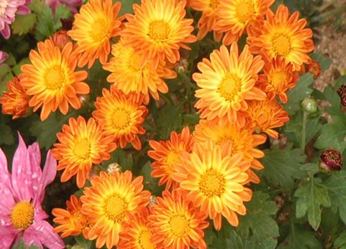 地被菊花期是什么时候