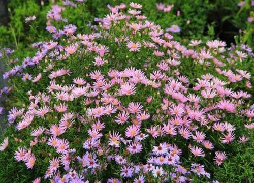 地被菊花期是什么时候