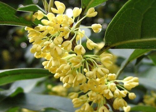 桂花水培生根最快方法