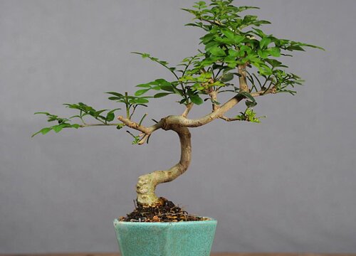 对节白蜡有毒吗