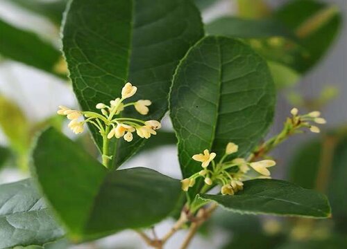 桂花水培生根最快方法